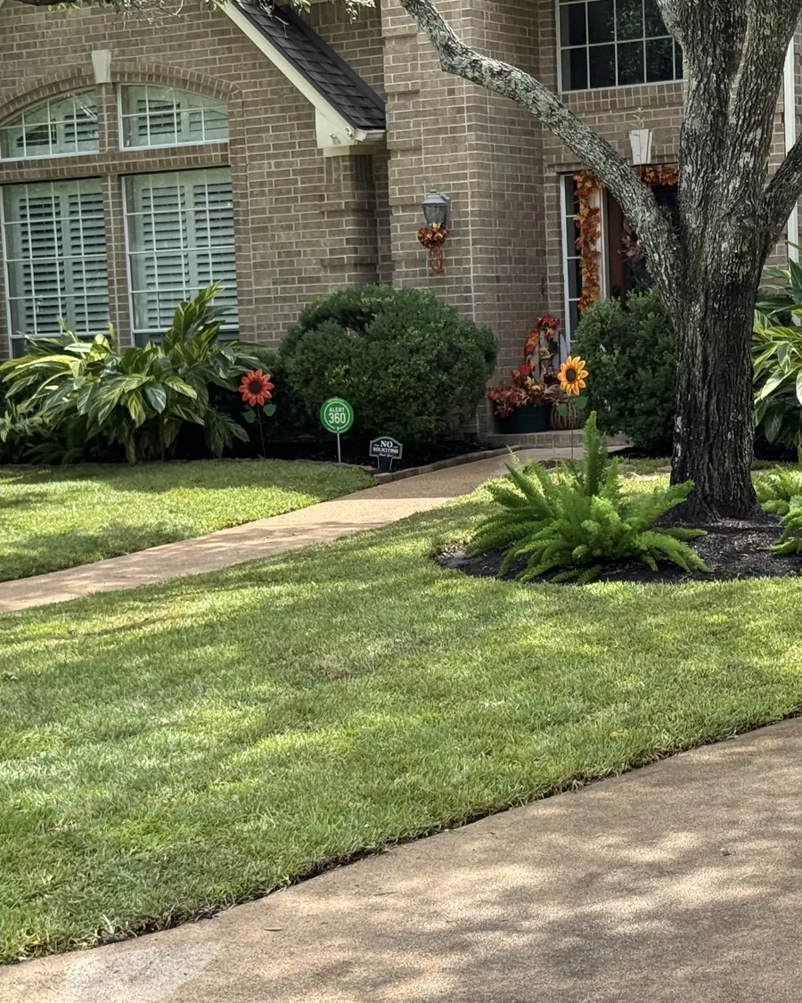 Established front beds with ferns and shrubs around a mature tree
