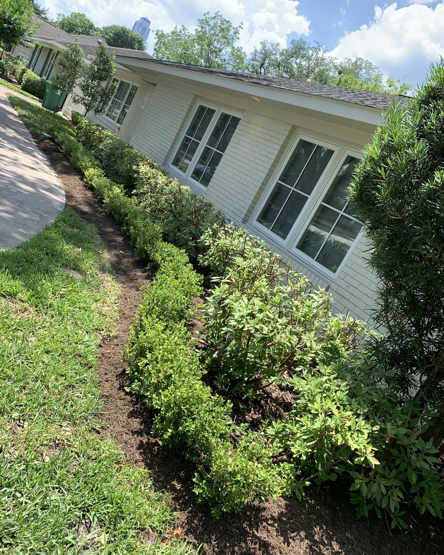 A trimmed hedge and shrub border running the side of a house over fresh mulch