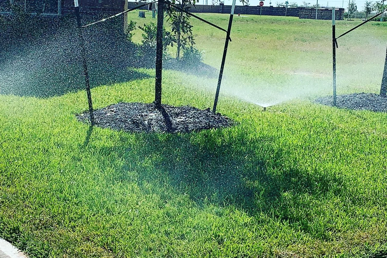 A sprinkler zone running across a freshly sodded lawn
