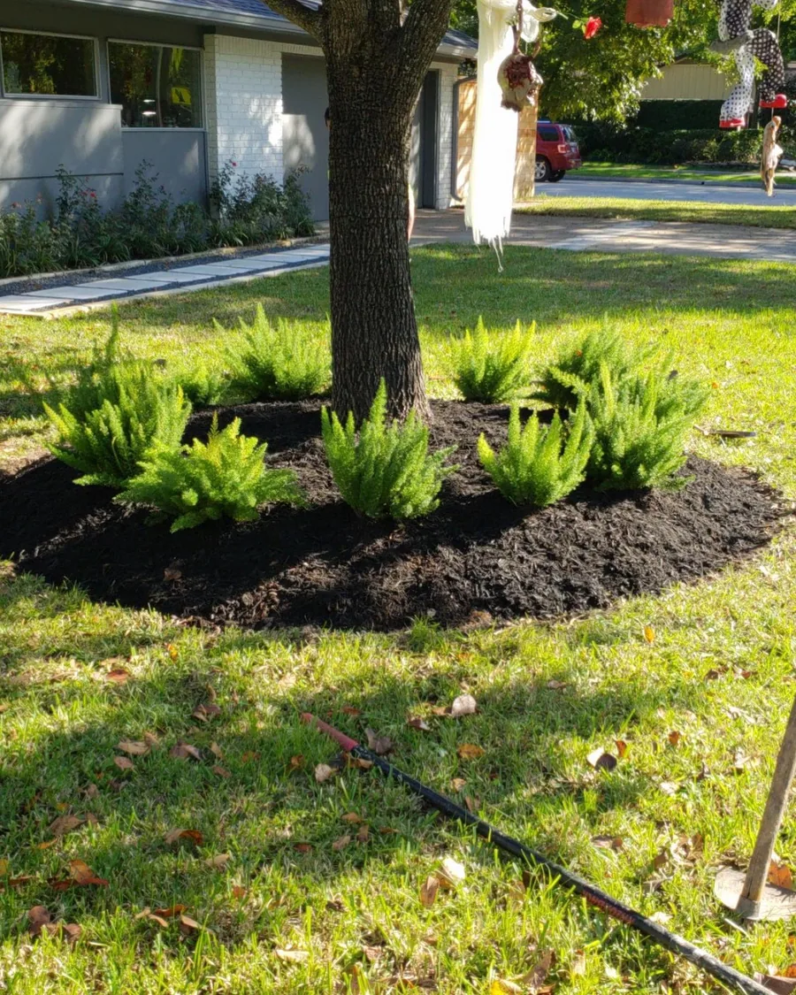 Fresh mulched tree ring planted with ferns in a front lawn