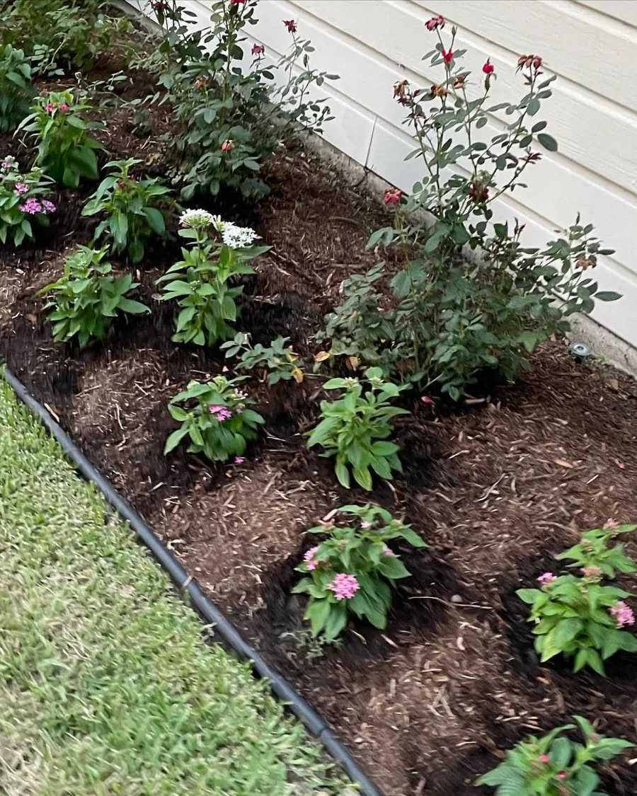 Rose and perennial bed freshly mulched along a house